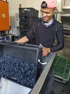 Oakhurst Olives 8 Christopher America loading the Kalamata Olives into the hopper to go directly into the Curing Tanks