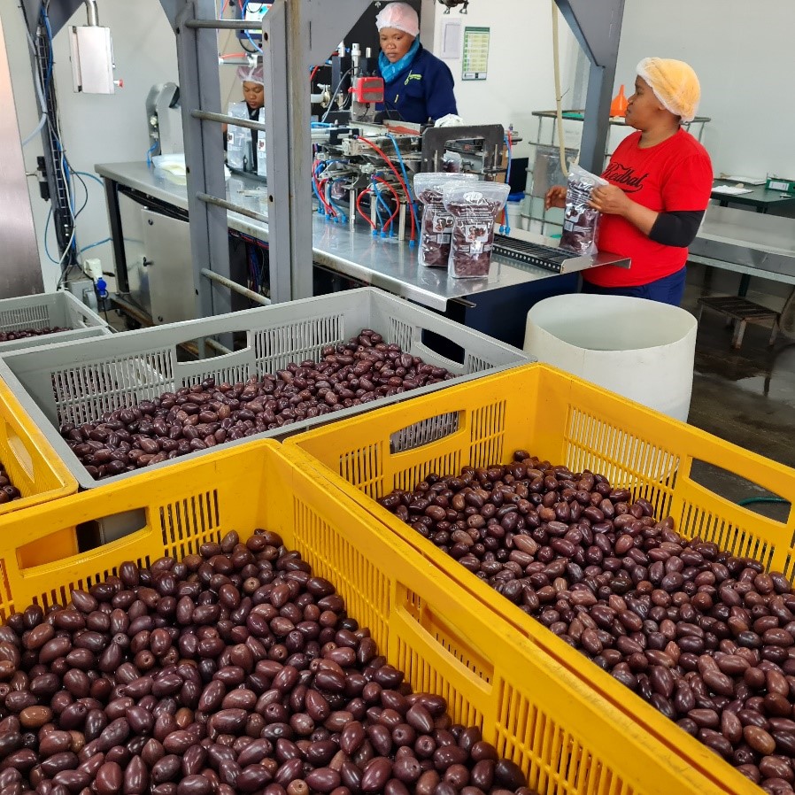 Oakhurst Olives 4 Cured Kalamatas being packaged by Kaylene Smal Chantel Brink and Carmen Brink