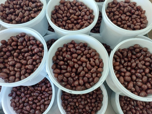 Oakhurst Olives 5 Olives 2