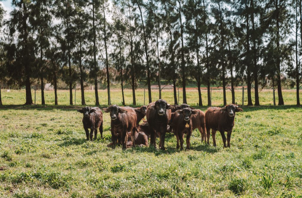 Babylonstoren Dairy products 7 Small Waterbuffalo