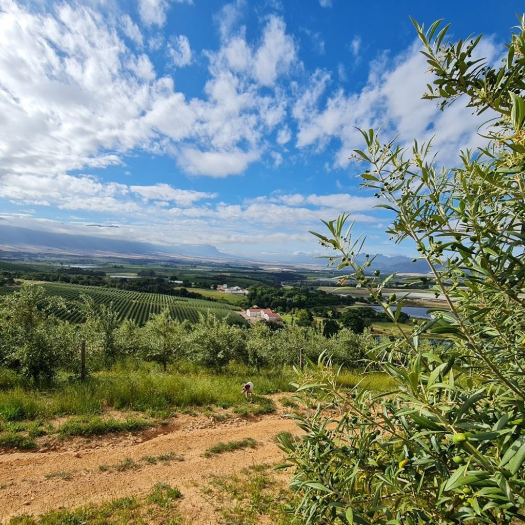 Oakhurst Olives 5 Square View 1059x1059 1