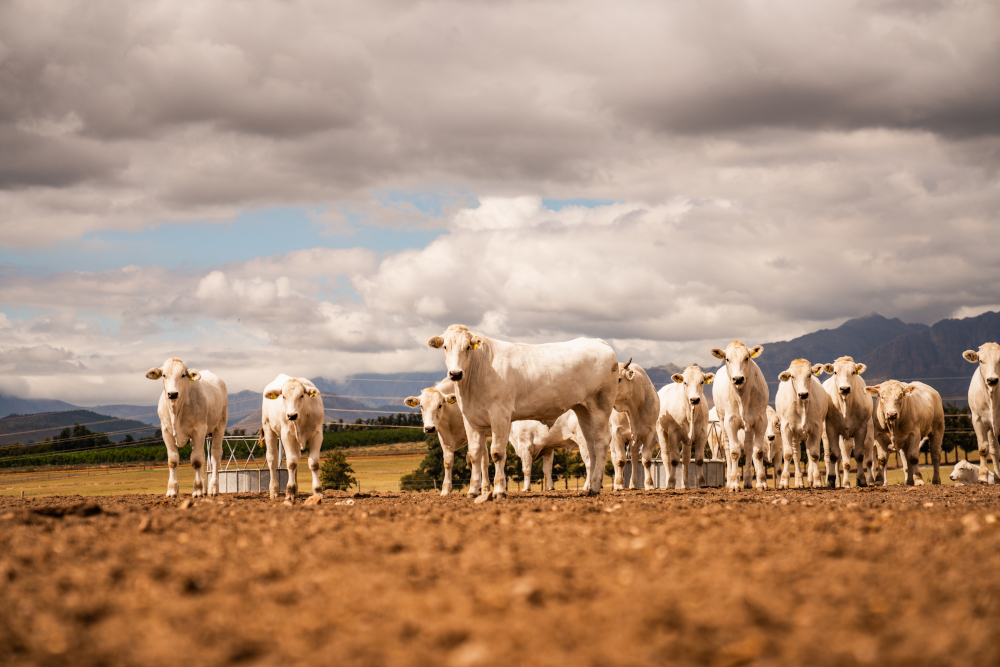 Babylonstoren Meat 7 The farms herd of Chianinas Small