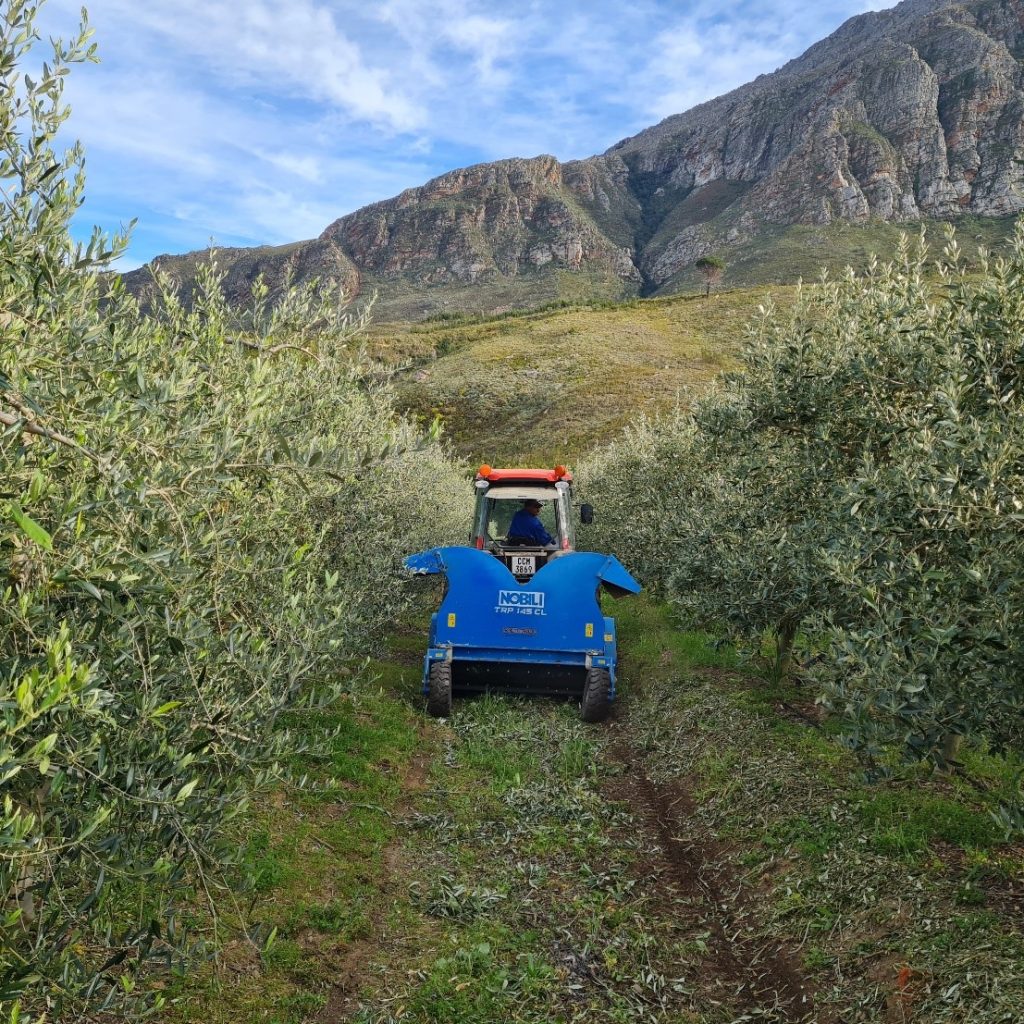 Oakhurst Olives 6 Wood Chipper processing tree prunings